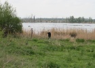 VWG vogelreis Oost Duitsland mei 2010 351 : VWG vogelreis Oost Duitsland mei 2010, m.klingers
